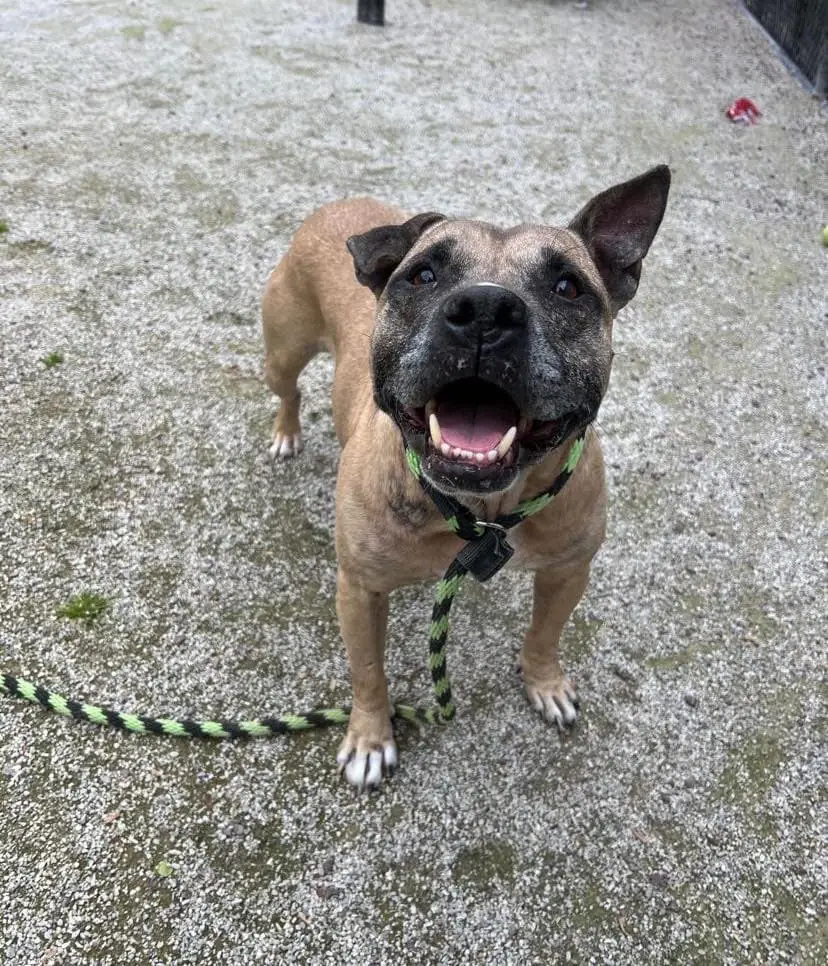 Giving cake batter the forever home he deserves