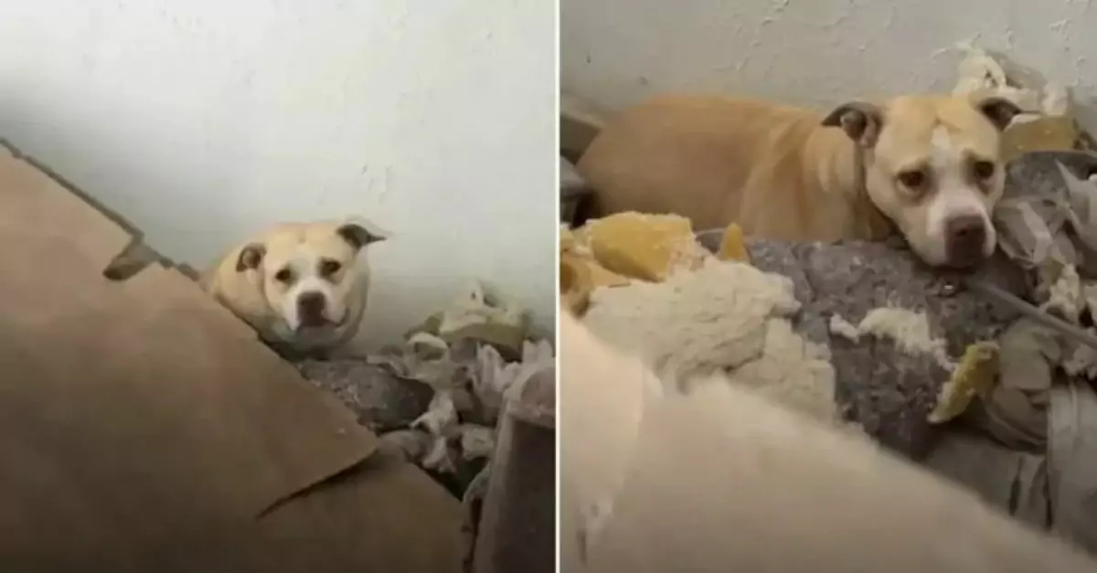 From Abandoned in a Deserted House to a Joyful Stray Pittie’s New Life