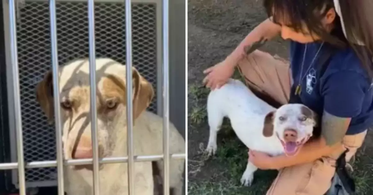 From Fearful to Loved Shelter Dog's Transformation Saved Her from Euthanasia