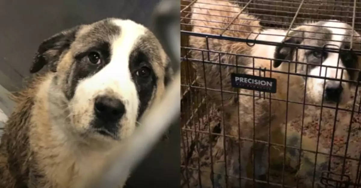 Giant dog, rescued after 6 years, marvels at first taste of freedom and a cheeseburger