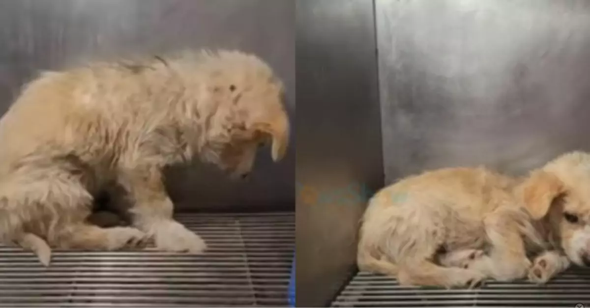 He was so terrified after escaping his cruel owner that he couldn’t face anyone