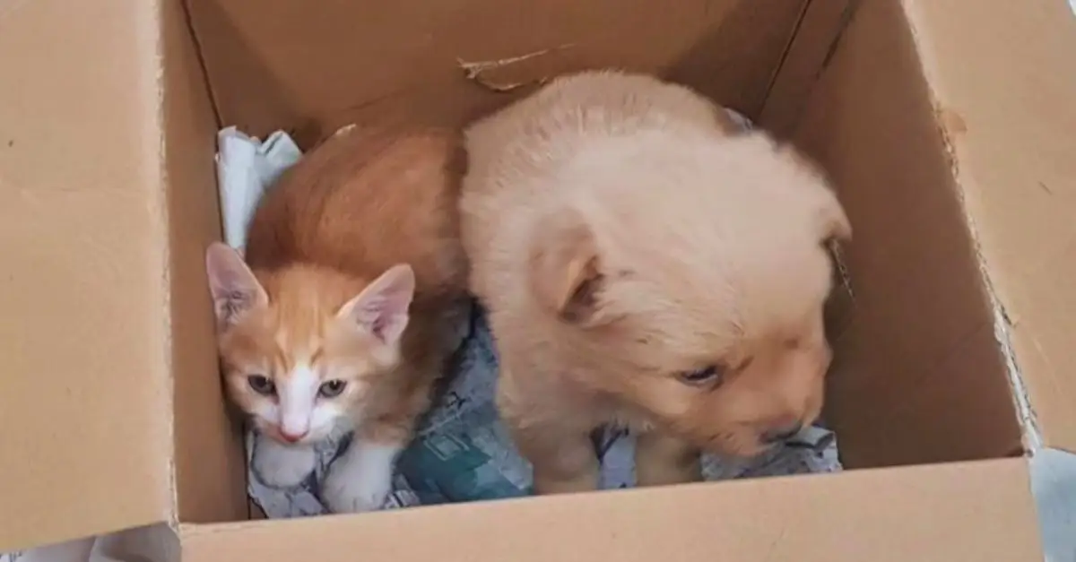 Heartless man abandoned his puppy and kitten in a box and left them behind