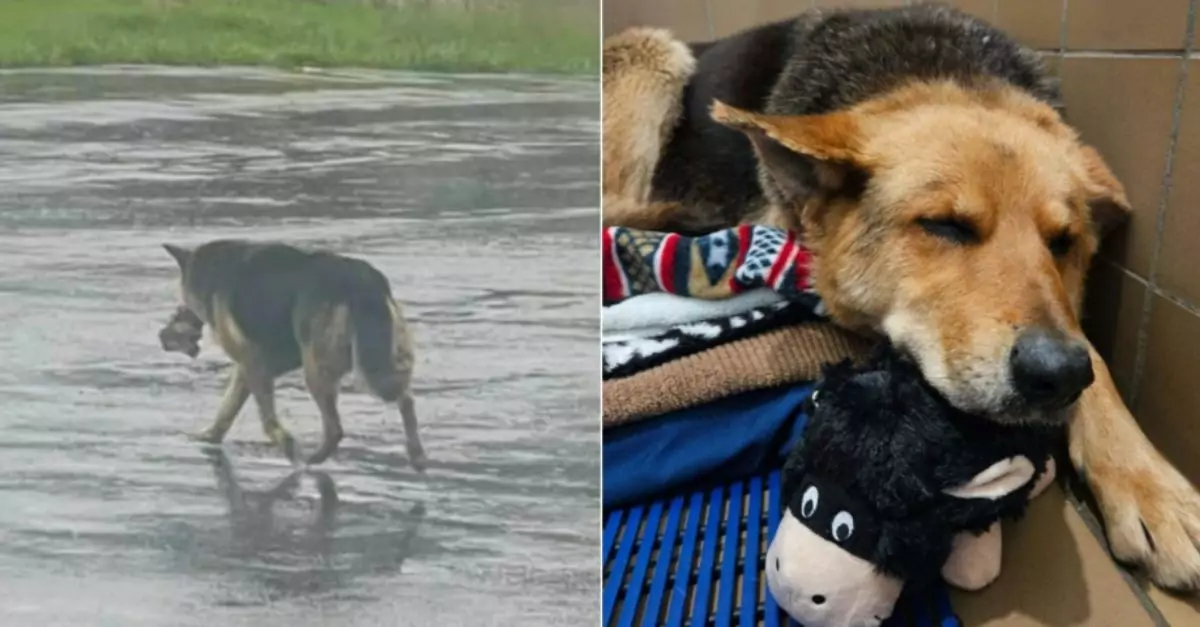 Her toy and her owner’s memory were all she had, etched deep inside