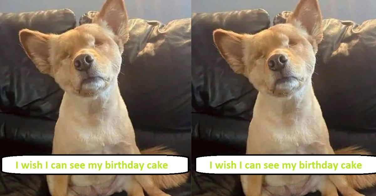 I am a blind dog and I wish I can see my birthday cake 