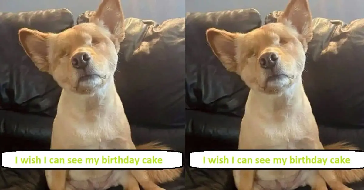 I am a blind dog and I wish I can see my birthday cake