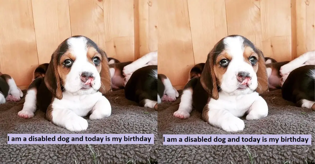 I am a disabled dog and today is my birthday