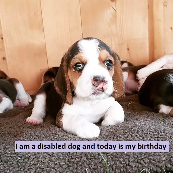 I am a disabled dog