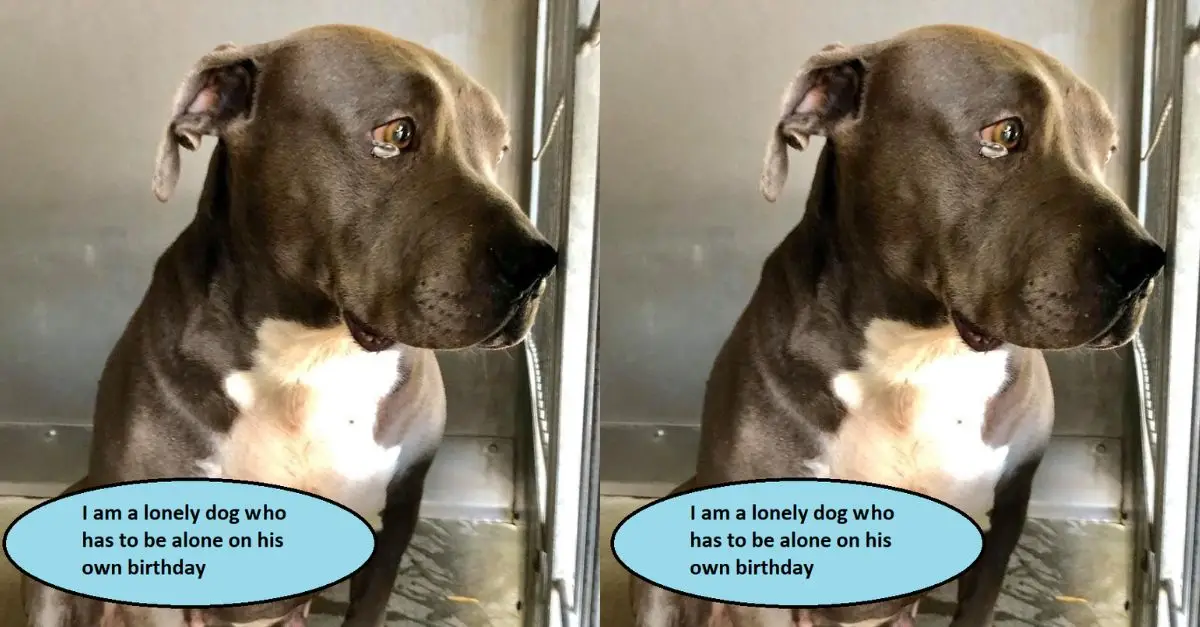 I am a lonely dog ​​who has to be alone on his own birthday