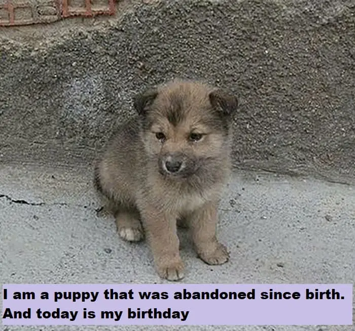 I am a puppy that was abandoned since birth. And today is my birthday