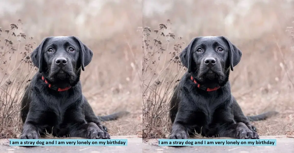 I am a stray dog ​​and I am very lonely on my birthday