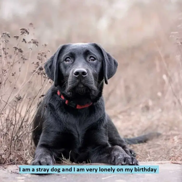 I am a stray dog ​​today is my birthday