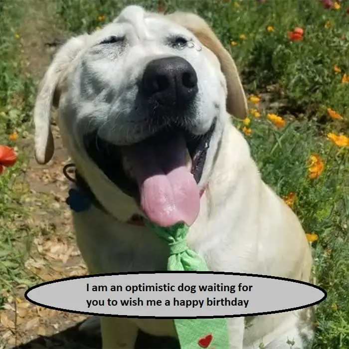 I am an optimistic dog 