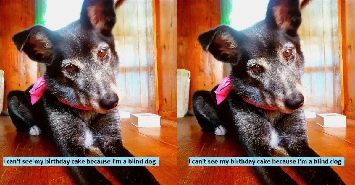 I can’t see my birthday cake because I’m a blind dog