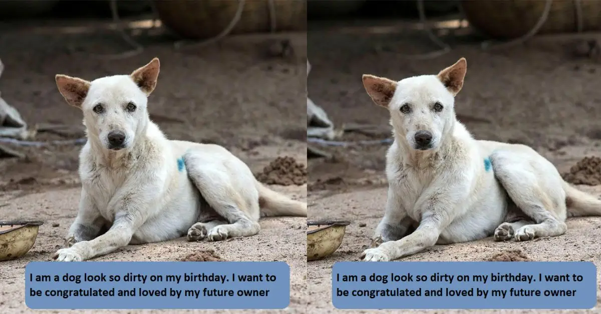 I look so dirty on my birthday. I want to be congratulated and loved by my future owner 