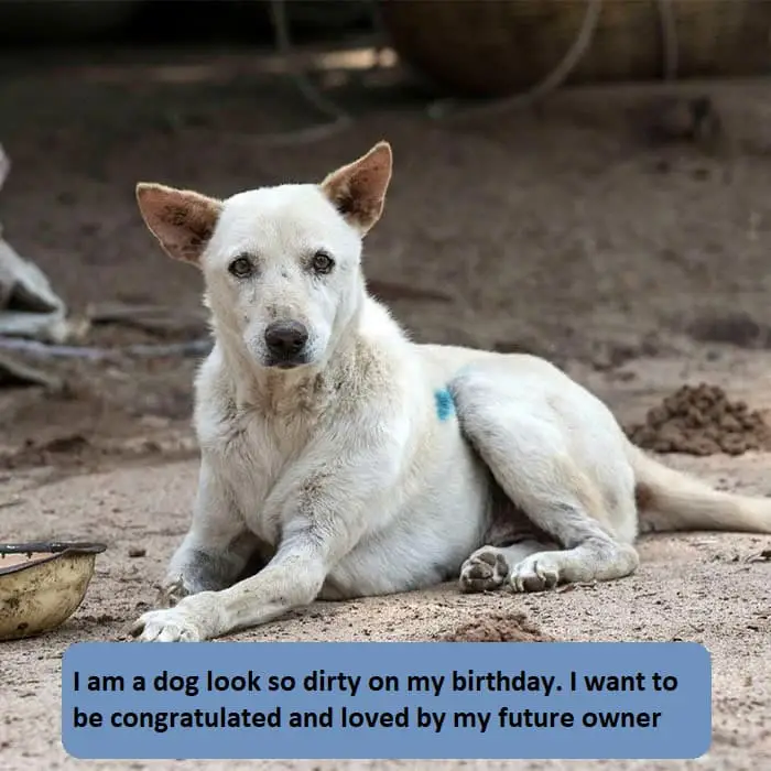 I look so dirty on my birthday. I want to be congratulated and loved by my future owner 