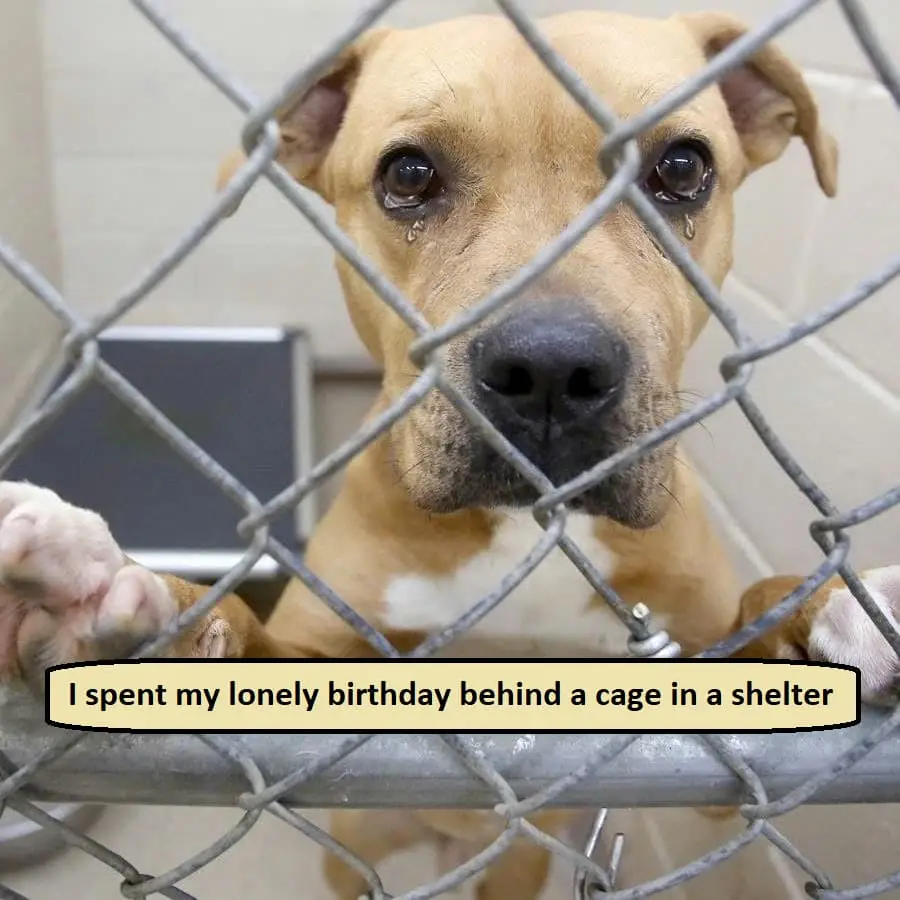 I spent my lonely birthday behind a cage in a shelter