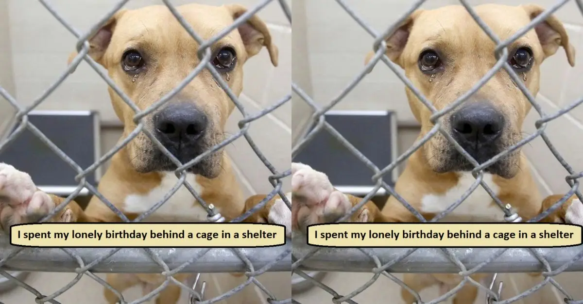 I spent my lonely birthday behind a cage in a shelter