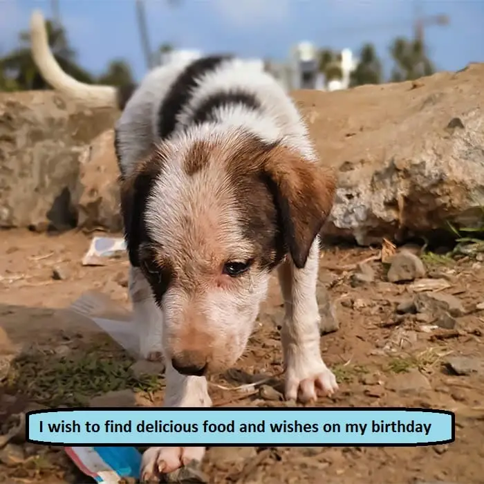 I wish to find delicious food and wishes on my birthday