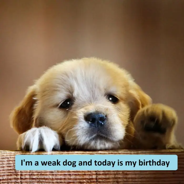 I'm a weak dog and today is my birthday. Send me some wishes