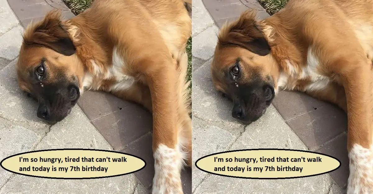 I'm so hungry and tired I can't walk and today is my 7th birthday