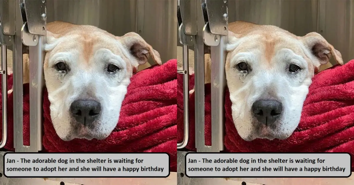 Jan – The adorable dog in the shelter is waiting for someone to adopt her and she will have a happy birthday