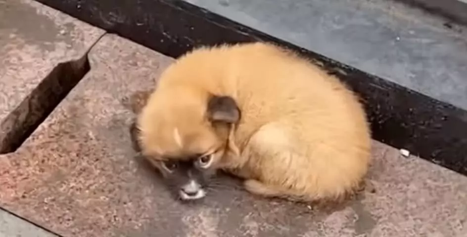 Man Helps Abandoned Puppy Outside Restaurant When Others Ignore It