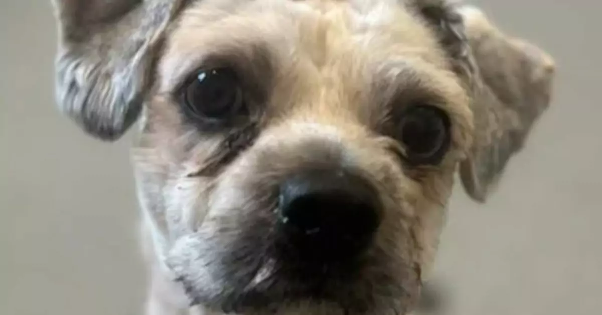 Senior dog left at shelter multiple times— A heartbreaking life