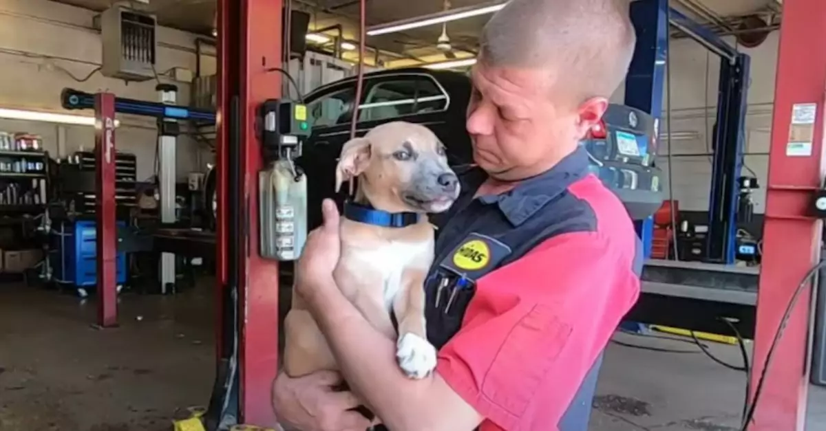 Mechanic Rescues Abused Puppy Found in Backpack Pulled from Dumpster