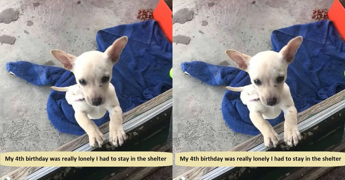 My 4th birthday was really lonely I had to stay in the shelter