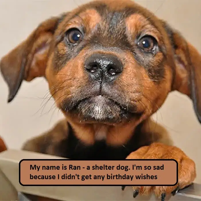 My name is Ran - a shelter dog. I'm so sad because I didn't get any birthday wishes