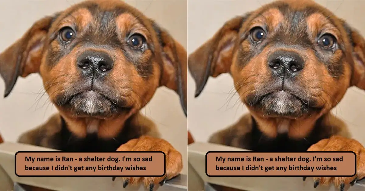 My name is Ran – a shelter dog. I’m so sad because I didn’t get any birthday wishes