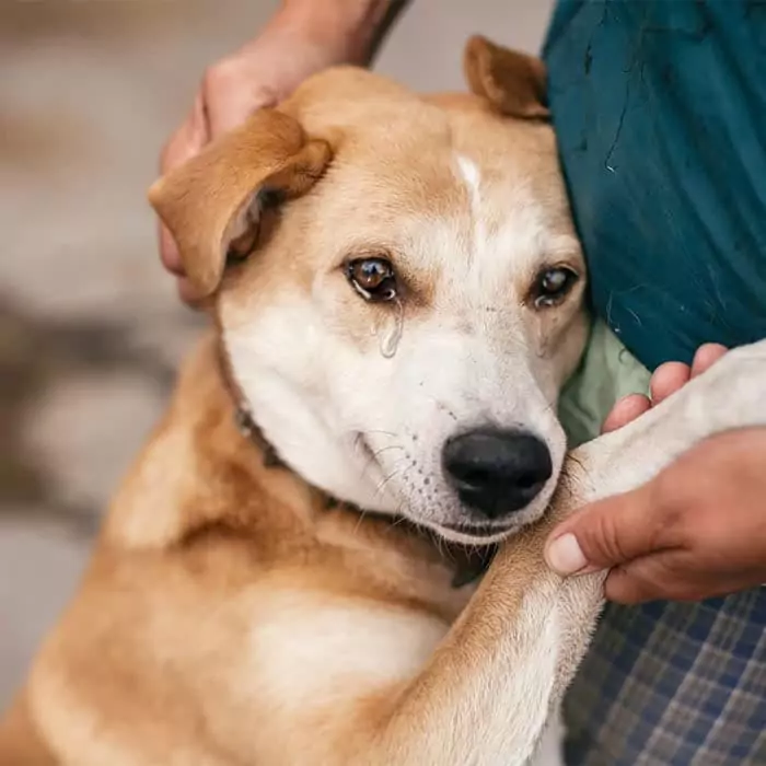 My pet friend left on my birthday. I was so sad that I could only cry next to my owner