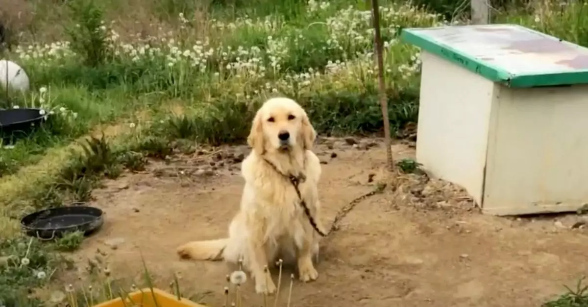 Neglected dog’s life lacked love until an actor made a difference