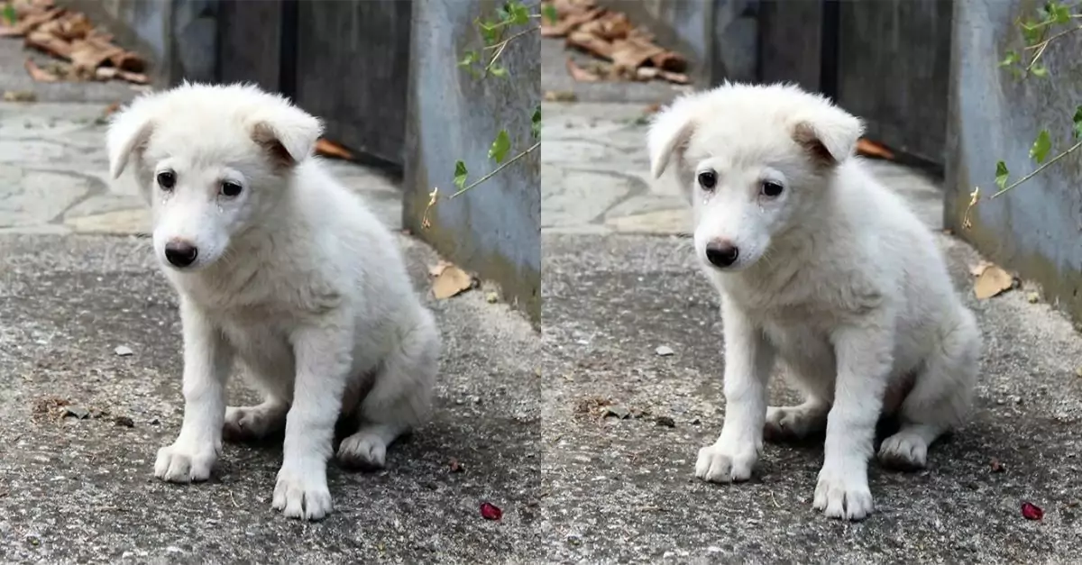 Nek was alone on his 7th birthday. He was a stray dog