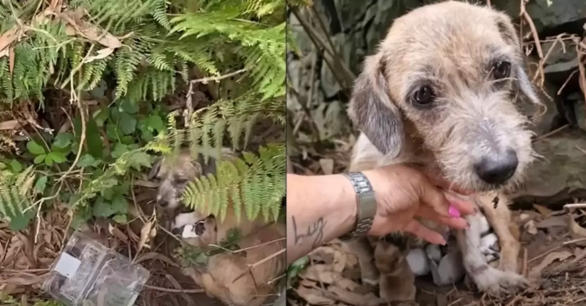 Nervous Mother Dog Hides Her Puppies Until She’s Sure Humans Are Trustworthy