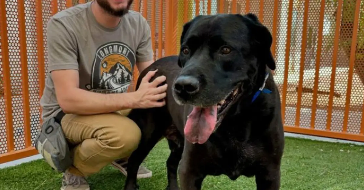 Nevada Rescue Dog Seeks New Home After Family Returned It for Being ‘Too Boring’