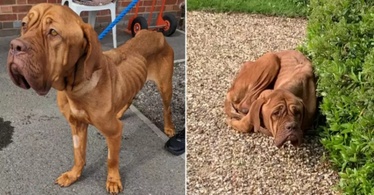 Outrage as ‘Emaciated’ Dog Found Hiding in Severe Neglect