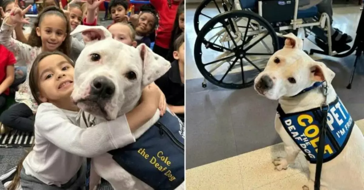 Overcoming Challenges: Deaf Pit Bull Becomes a Therapy Dog