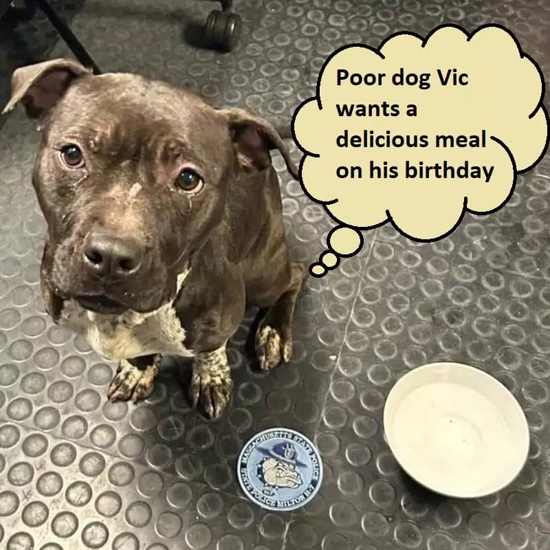 Poor dog Vic wants a delicious meal on his birthday