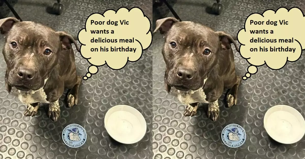 Poor dog Vic wants a delicious meal on his birthday