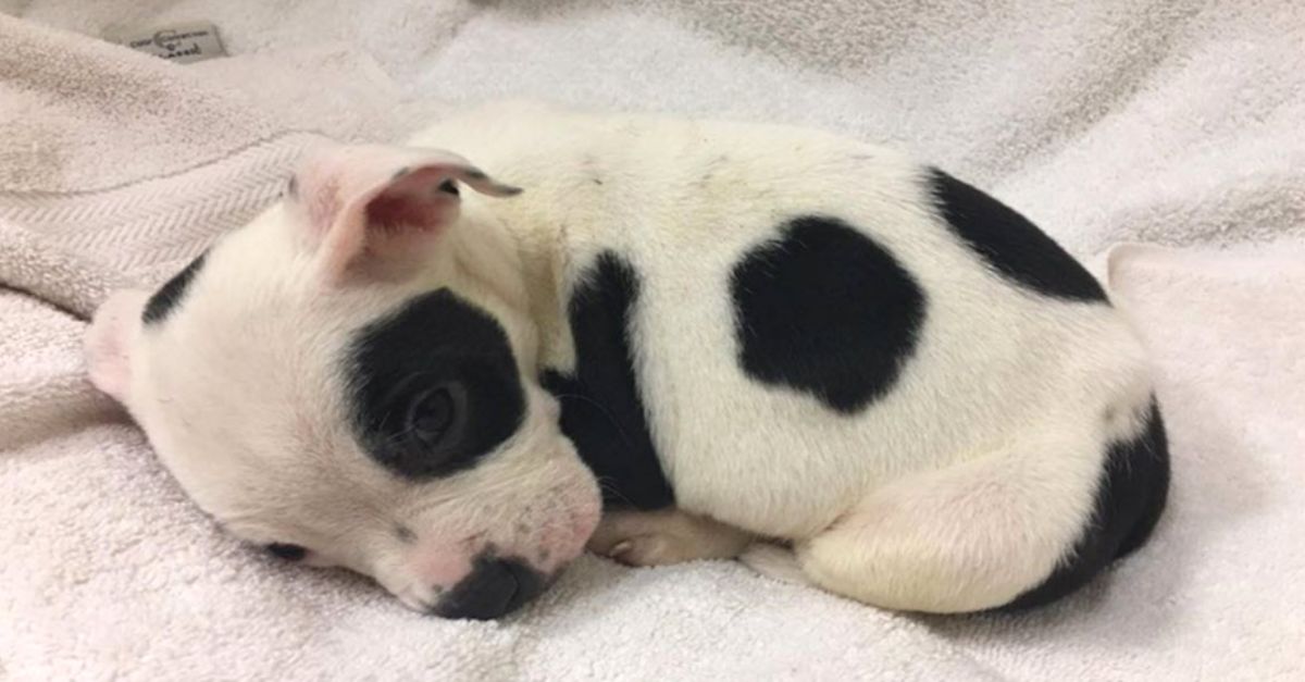 Pup Abandoned for Being Different Seeks Love for Who He Is