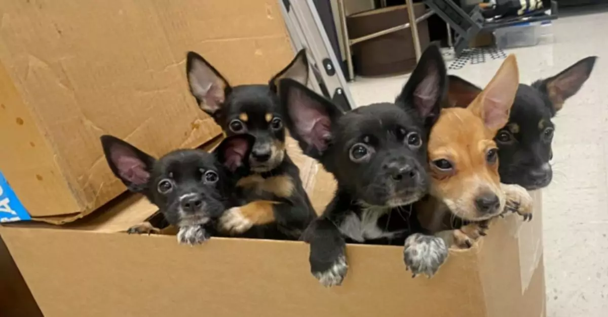 Puppies Left Outside School with a Note Taped to the Box