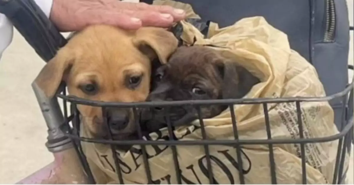 Puppies in Bag Separated: One Finds a Home, One Stays Behind