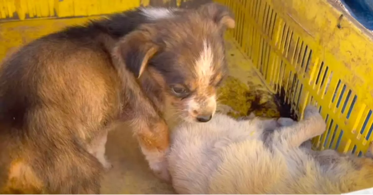 Puppy Found Protecting Her Dying Sister Needs Help Too