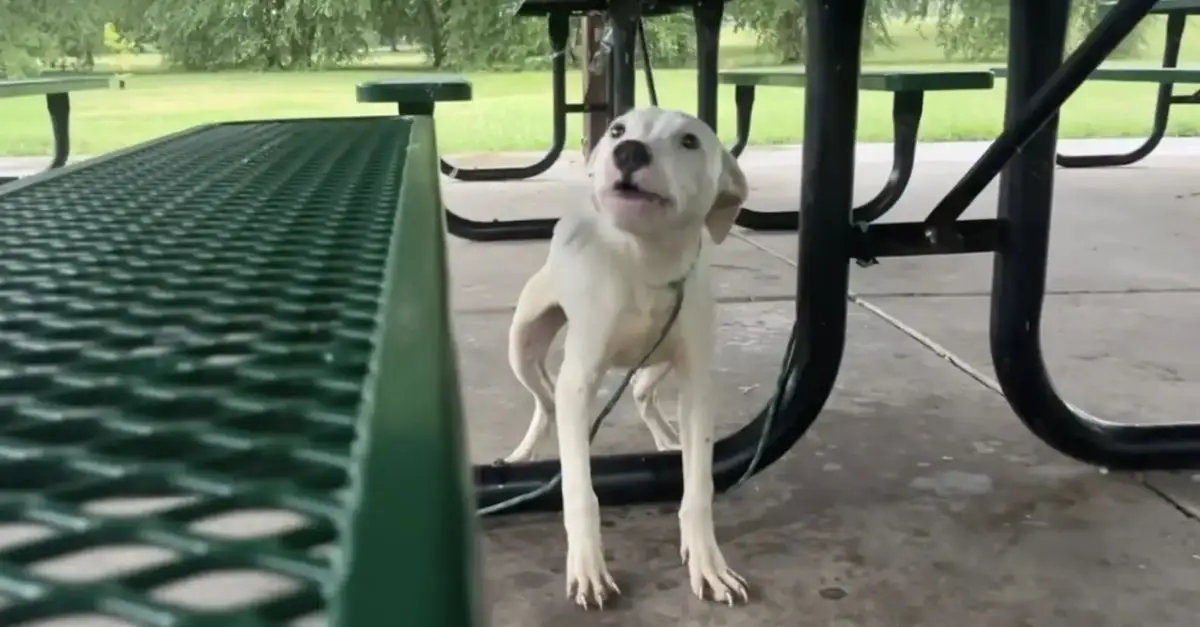 Puppy Left Tied to Picnic Bench Pleads for Rescue