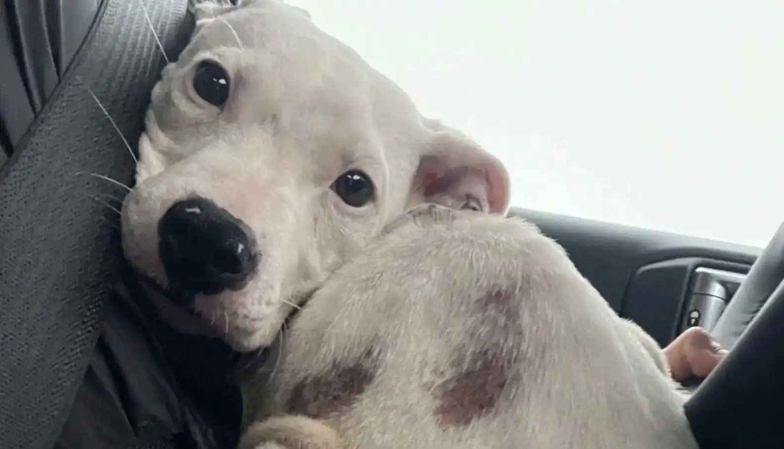 A puppy's rescue in the storm - A heartbreaking discovery