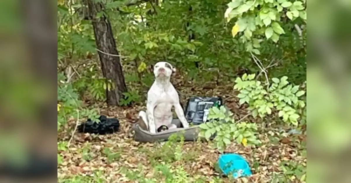 Puppy Left in Forest with His Belongings Waits for Someone to Find Him