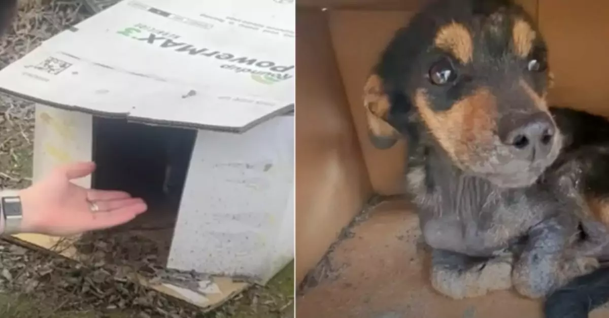 Puppy Rescued From Cardboard Box Gets Dream Dog House