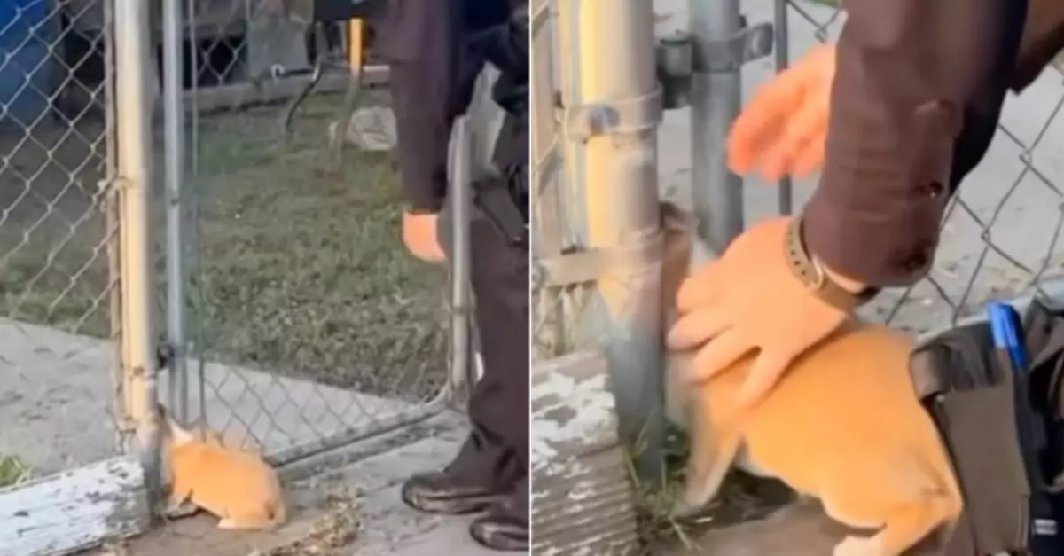 Puppy Searching for Food Got Its Head Trapped in a Fence