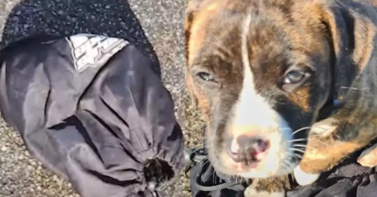 Puppy abandoned in a tied-up bag, left like trash